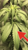 B69B4807-5668-49B7-BB47-0EA59DB8F6E0.png