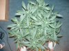 20 days flower 001.jpg