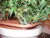 20 days flower 017.jpg