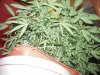 20 days flower 022.jpg