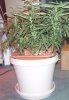 20 days flower 013.jpg