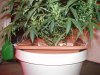 20 days flower 020.jpg