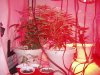 20 days flower 008.jpg