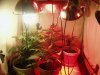 20 days flower 006.jpg