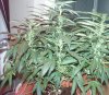 20 days flower 014.jpg
