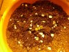 DSC00321.jpg