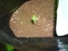 skunk plant 1.jpg