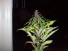 100_0422.jpg