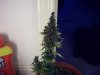 100_0445.jpg