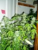 117 AK II cut down 8 weeks flow.jpg