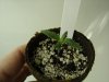 Alice - Bub1 - 1wk_2d.JPG