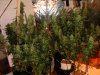 42days flowering @ 12-12 051.jpg