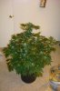 DSC00928.jpg