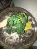IMG_6526.JPG IMG_6526.JPG
