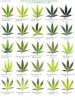 Cannabis Leaves Sick.jpg