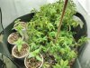 STDtrans-2GG1-LW-GG4.jpg