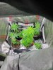 Official veg tent.jpg