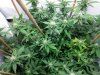 Flower week 3.jpg