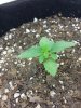 20180310_070353.jpg