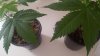 Resized_20180309_155032.jpeg