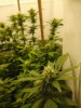 STD bud shot1.jpg