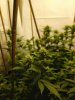 STD bud shot2.jpg