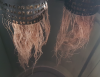 Roots LEFT.png Roots LEFT.png