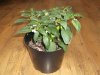 Jalapeno plant.JPG