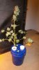 DSCF3437.JPG