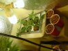 DSC03732.jpg
