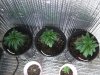 2009_0405Me0011.jpg