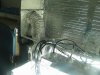 Grow09 003.jpg