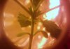bud series 3_2.jpg