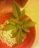 bud series 3_4.jpg