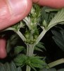 male plant.jpg