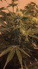 299A809F-7EF3-4CC9-BF79-8A719ECAE551.png 299A809F-7EF3-4CC9-BF79-8A719ECAE551.png
