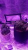 20180325_072635.jpg 20180325_072635.jpg