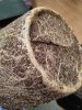 3.23RootsTransGG4.jpg