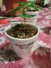 3.24 seedling A.jpg