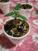 3.24 seedling B.jpg