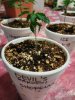 3.24 seedling C.jpg