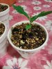 3.24 seedling D.jpg
