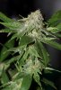 BluePyramid-P1-Day38-1.JPG