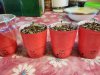 3.26 seedlings (DNASDneverpopped up).jpg