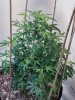 New flower room C GG#4.jpg