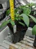 040118 Plant 3-1.jpg