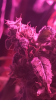 A24357F2-C221-4391-9579-6593DA7D1196.png