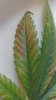 leaf discoloration week 5 flowering - April 2018.jpg