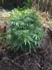 04.07.18outdoor-dd.jpg