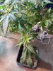 IMG-20180409-WA0007.jpg
